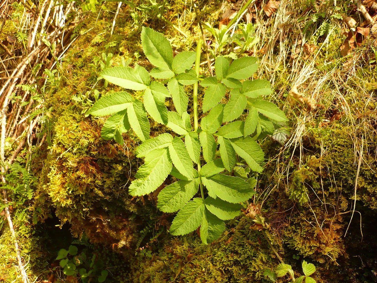Laserpitium nestleri subsp. nestleri (Apiaceae)